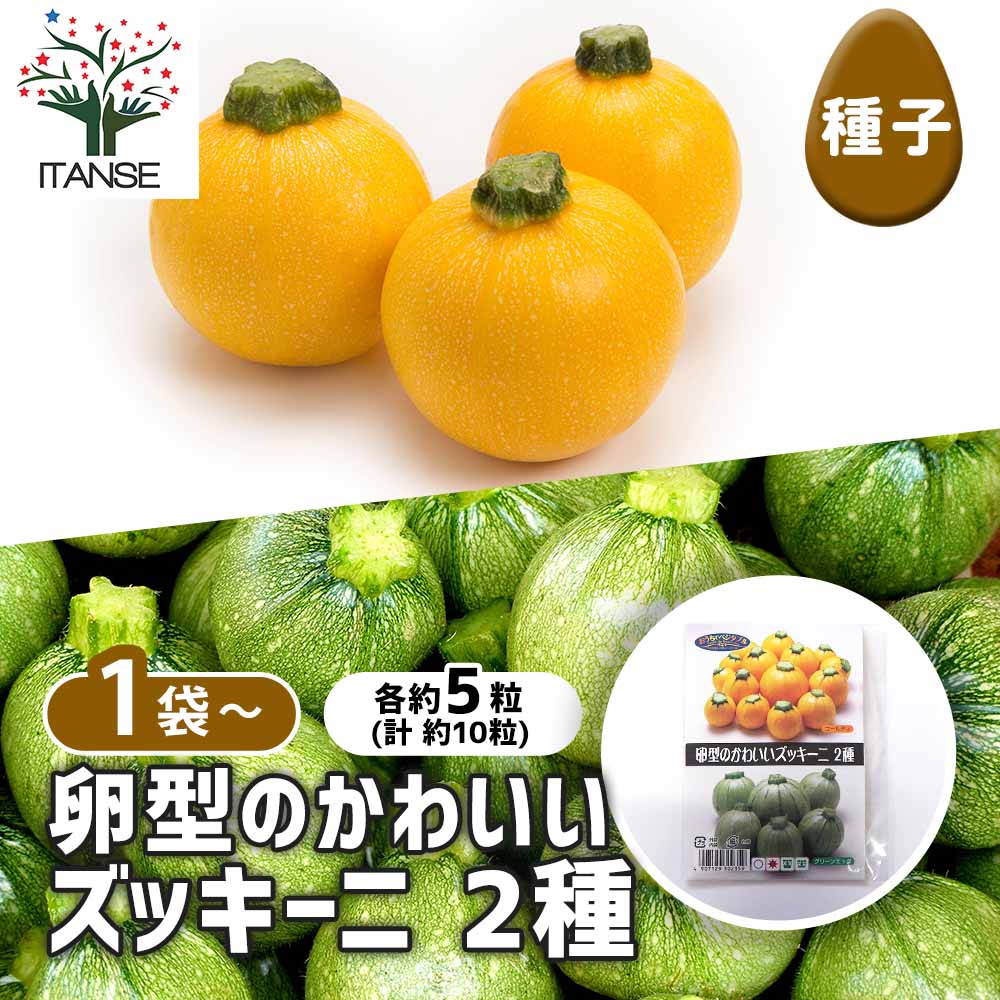 種子 卵型のかわいいズッキーニ 【 各約5粒/1袋売り】