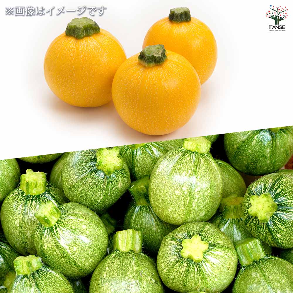 種子 卵型のかわいいズッキーニ 【 各約5粒/1袋売り】