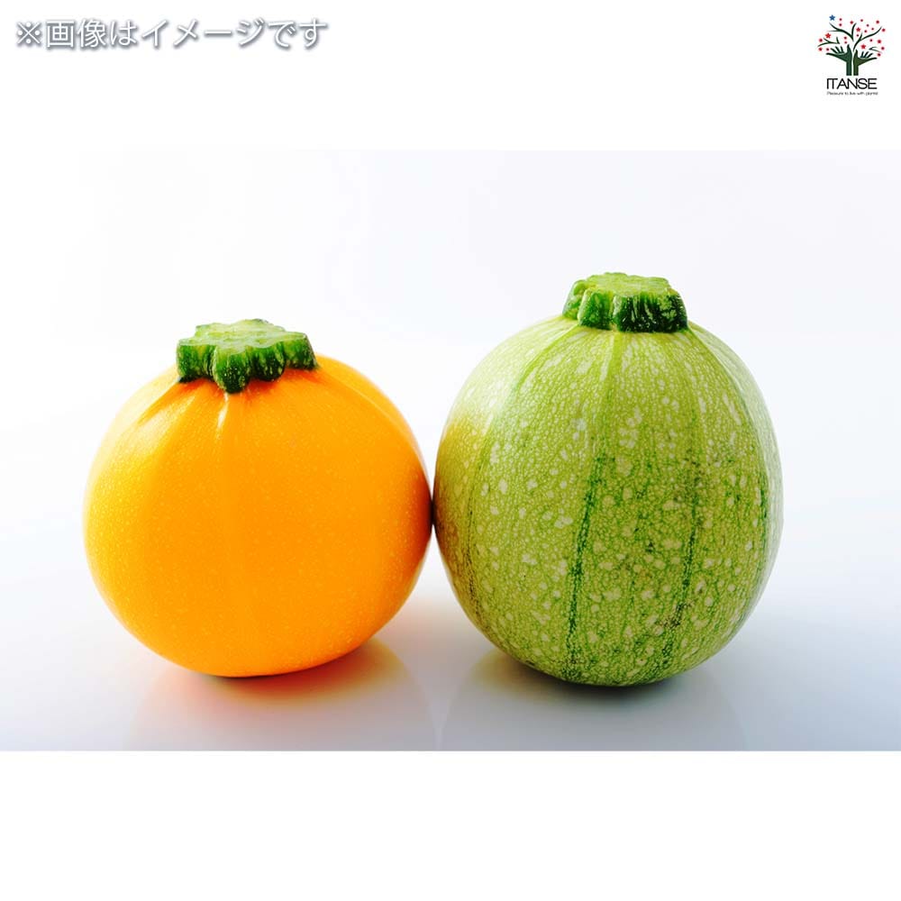 種子 卵型のかわいいズッキーニ 【 各約5粒/1袋売り】
