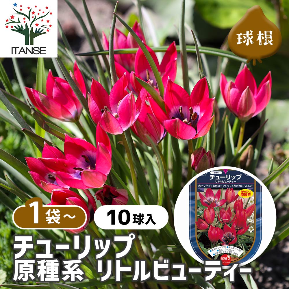 チューリップ 原種系 リトルビューティー