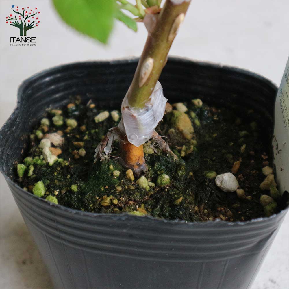 薔薇の苗 天津乙女 (四季咲きハイブリッドティーローズ)【花苗新苗4号