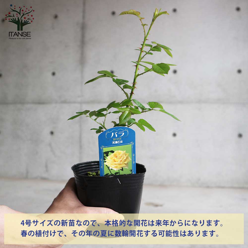 薔薇の苗 天津乙女 (四季咲きハイブリッドティーローズ)【花苗新