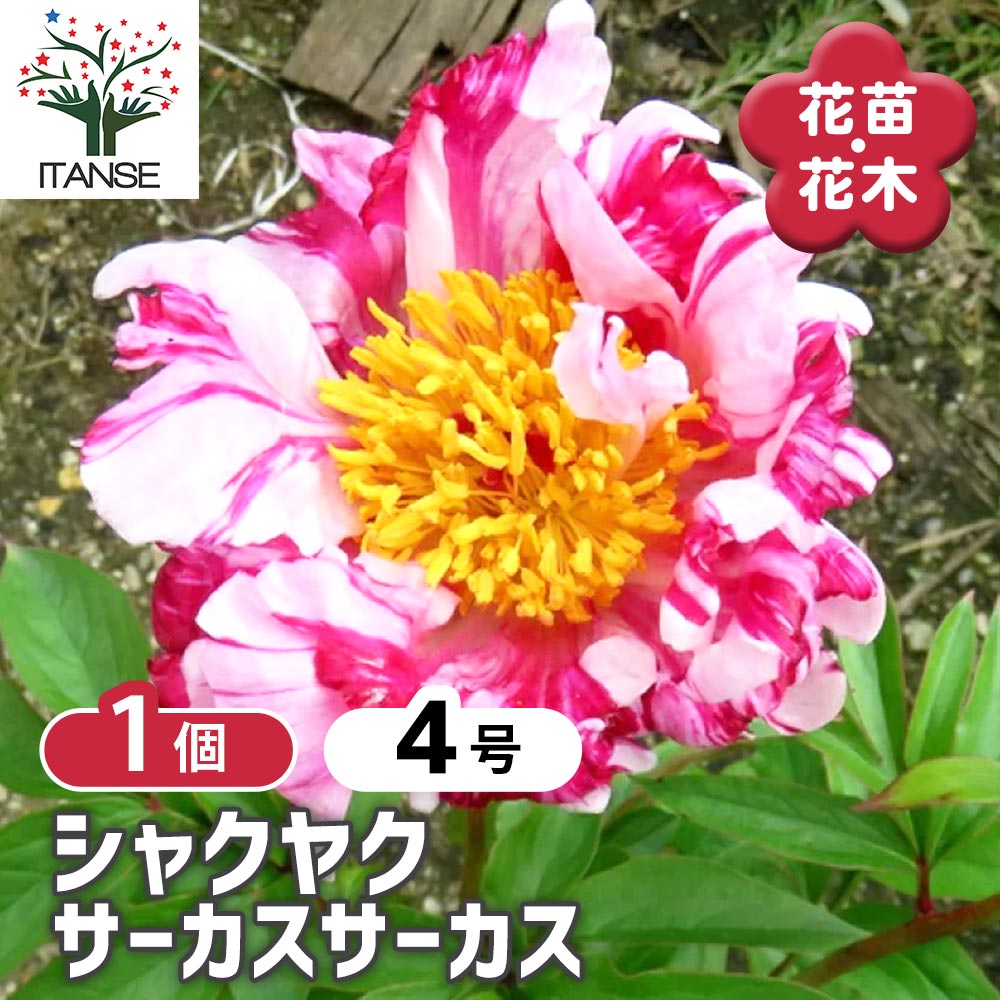 シャクヤク サーカスサーカス 【花木苗 4号／1個売り】