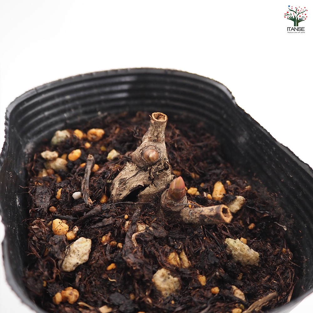 シャクヤク サーカスサーカス 【花木苗 4号／1個売り】