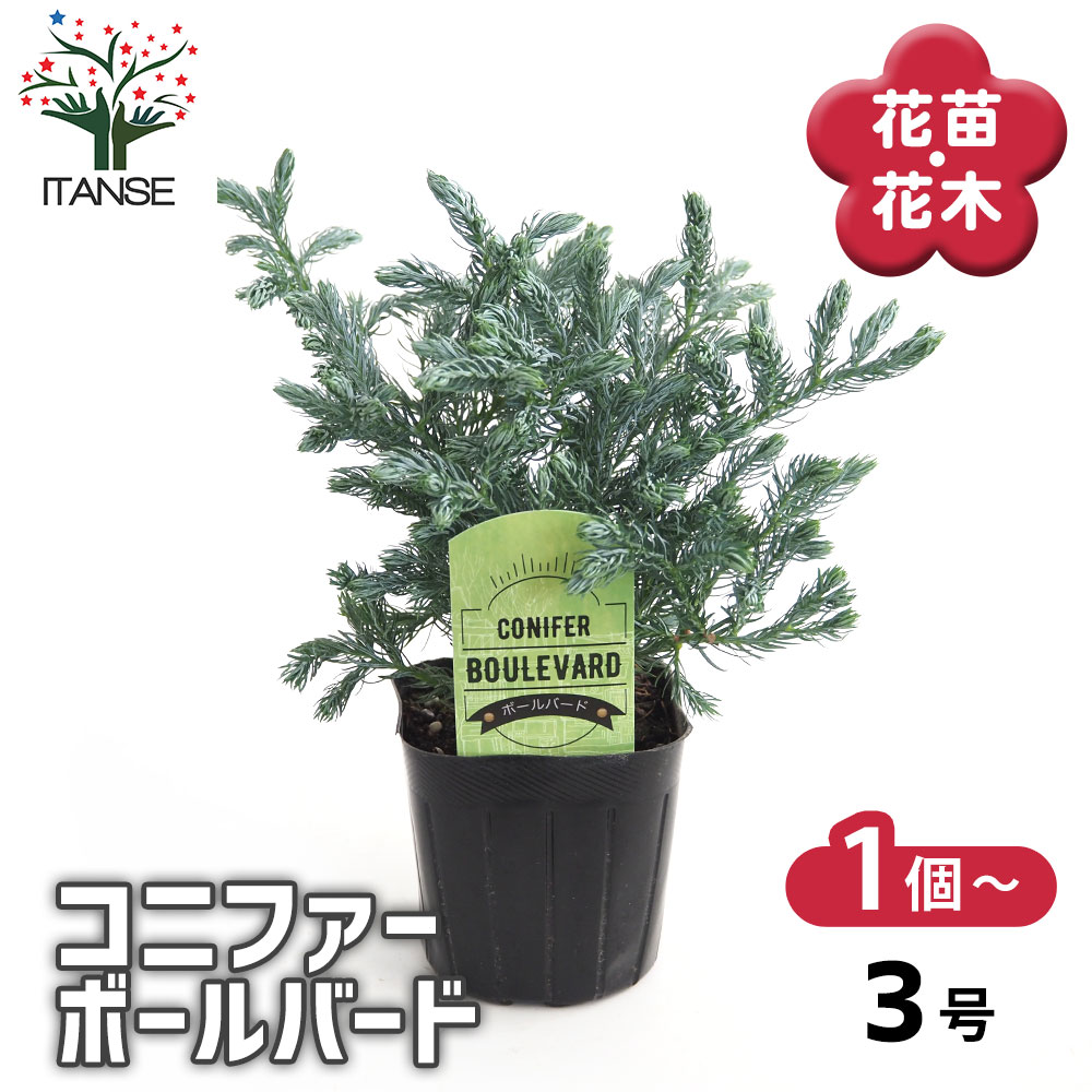 コニファー ボールバード 【庭木 3号】｜ 【植物のITANSE】全品