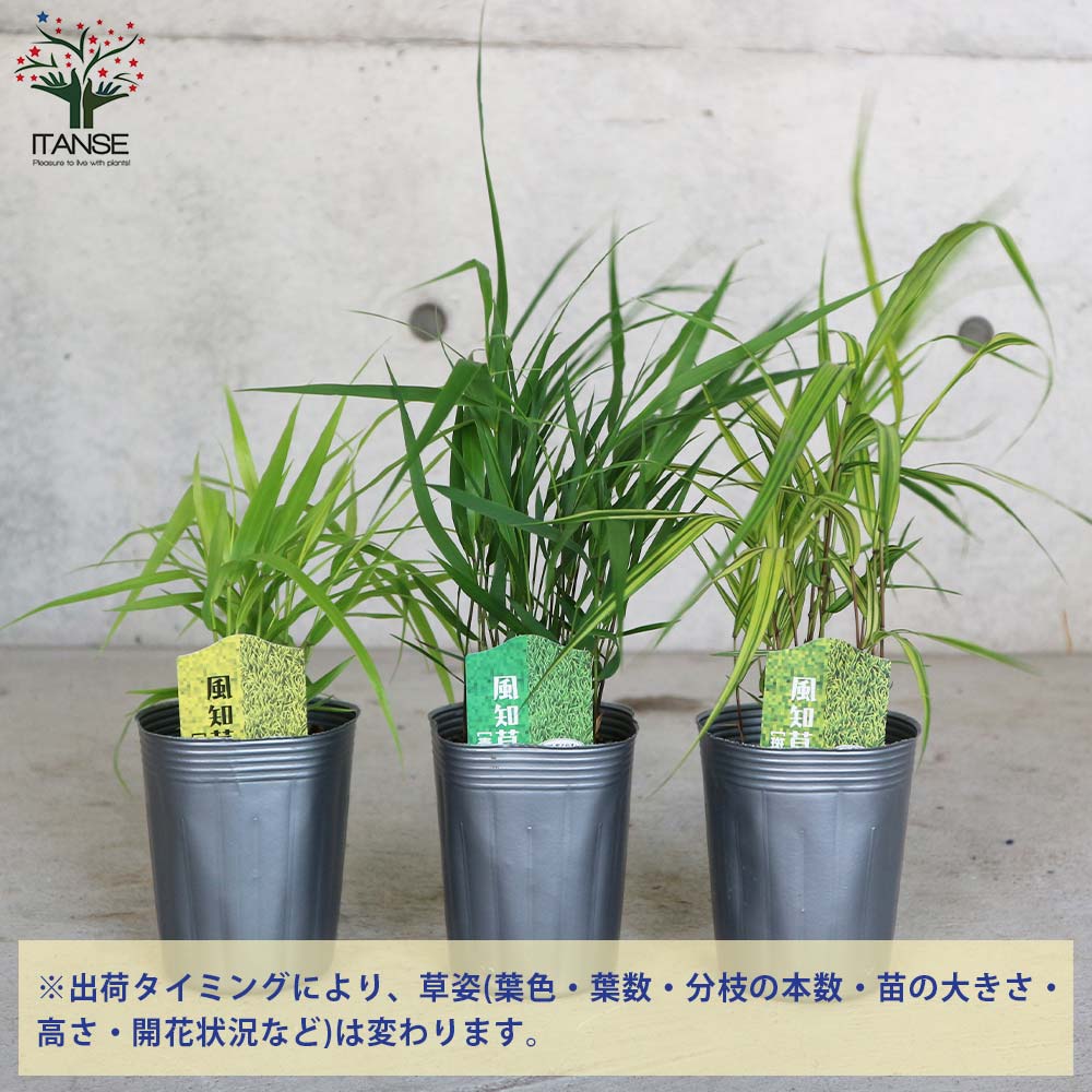 No.40 青風知草 根洗い No.40 青風知草 根洗い No.40 青風知草