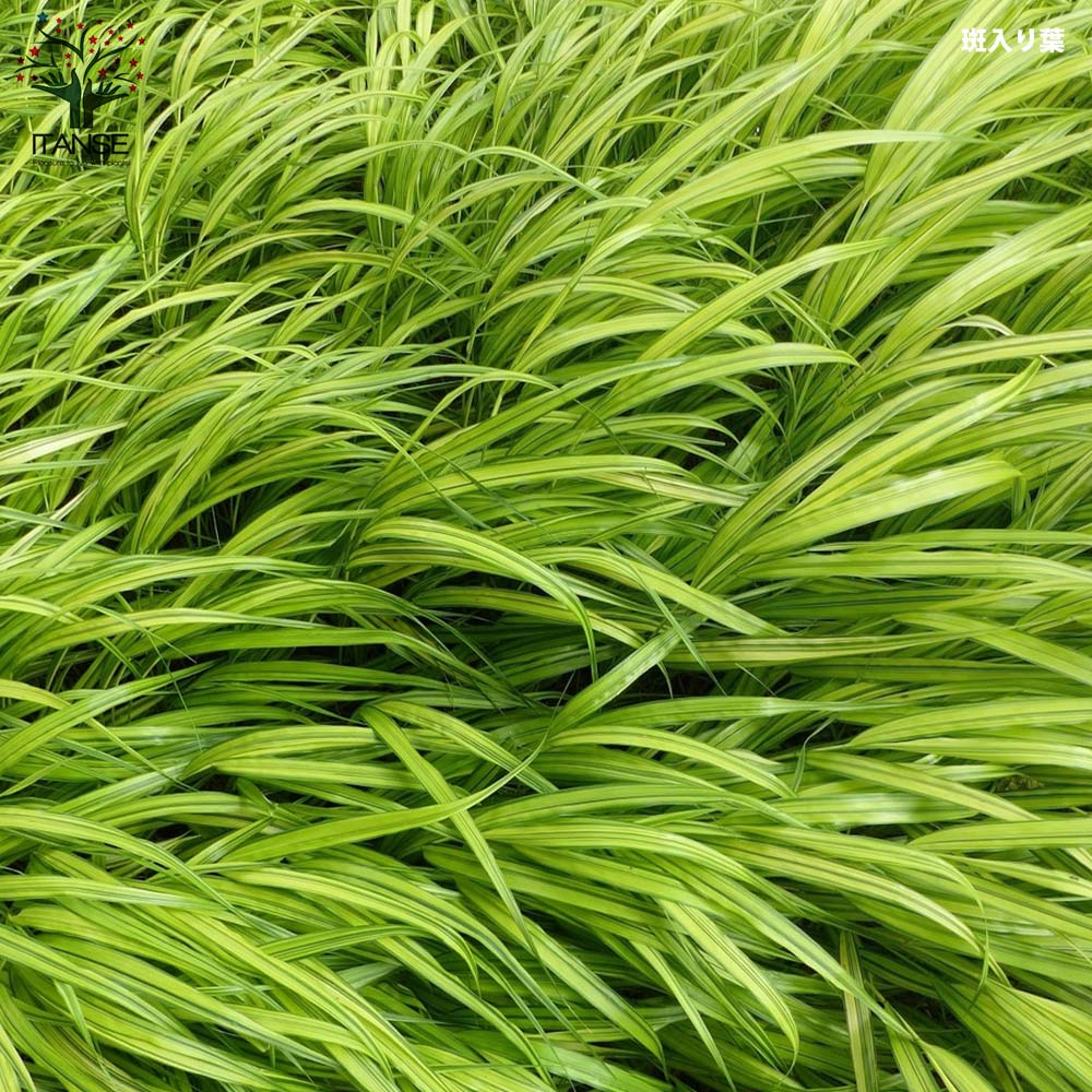 No.47 斑入り風知草 フウチソウ：斑入り風知草（黄斑） 3.5号ポット の通販 | 園芸ネット