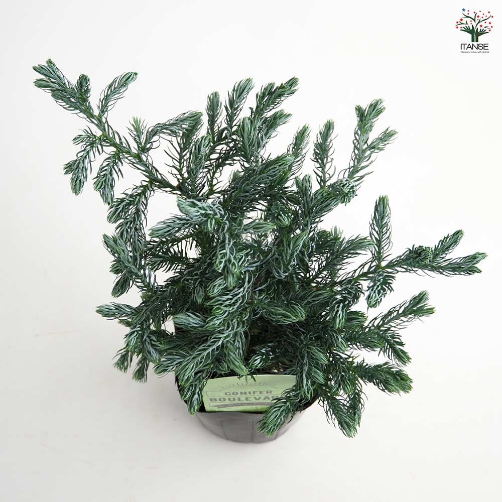 コニファー ボールバード 【庭木 3号】｜ 【植物のITANSE】全品