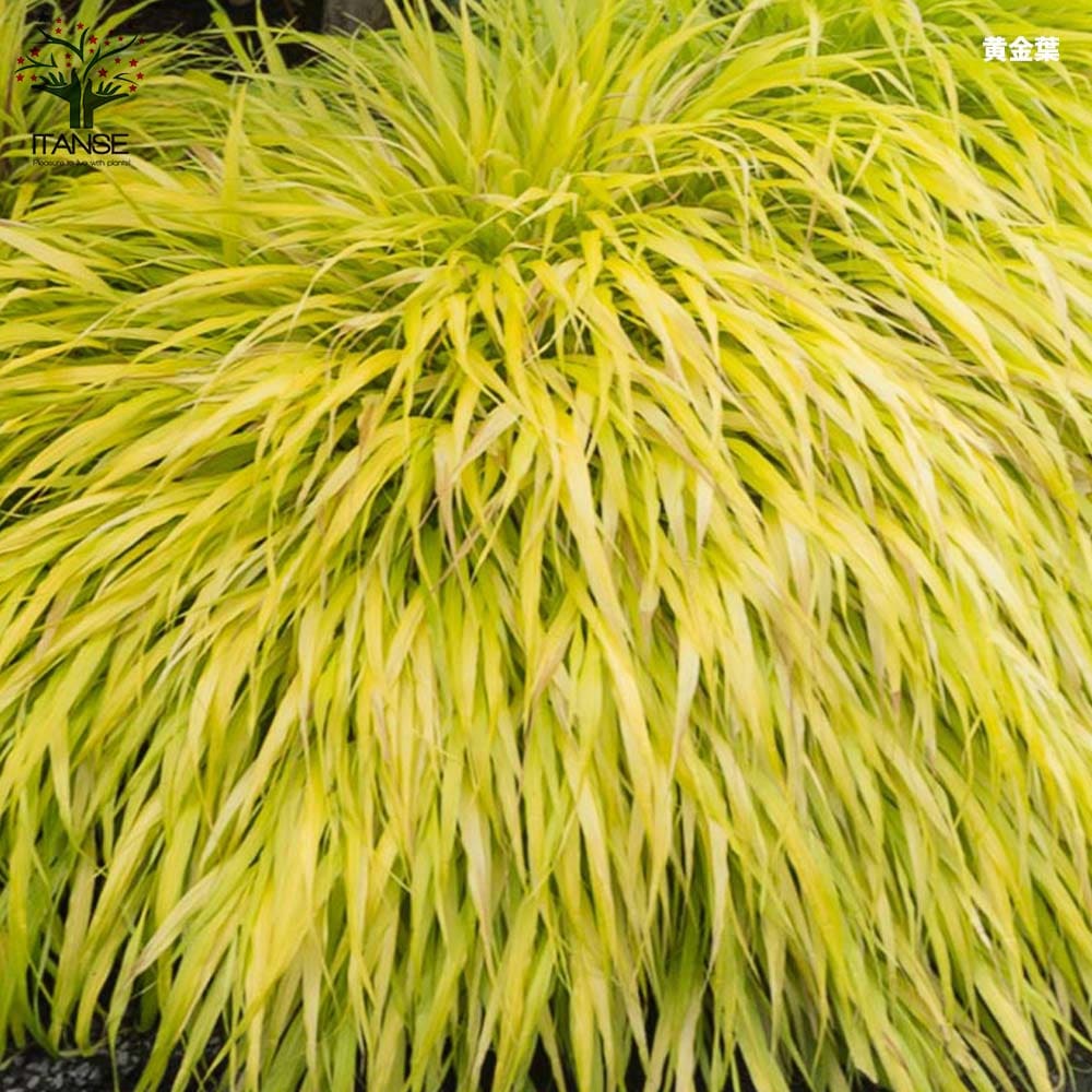 風知草(フウチソウ) 3品種(斑入り葉・青葉・黄金葉)各1個【花苗