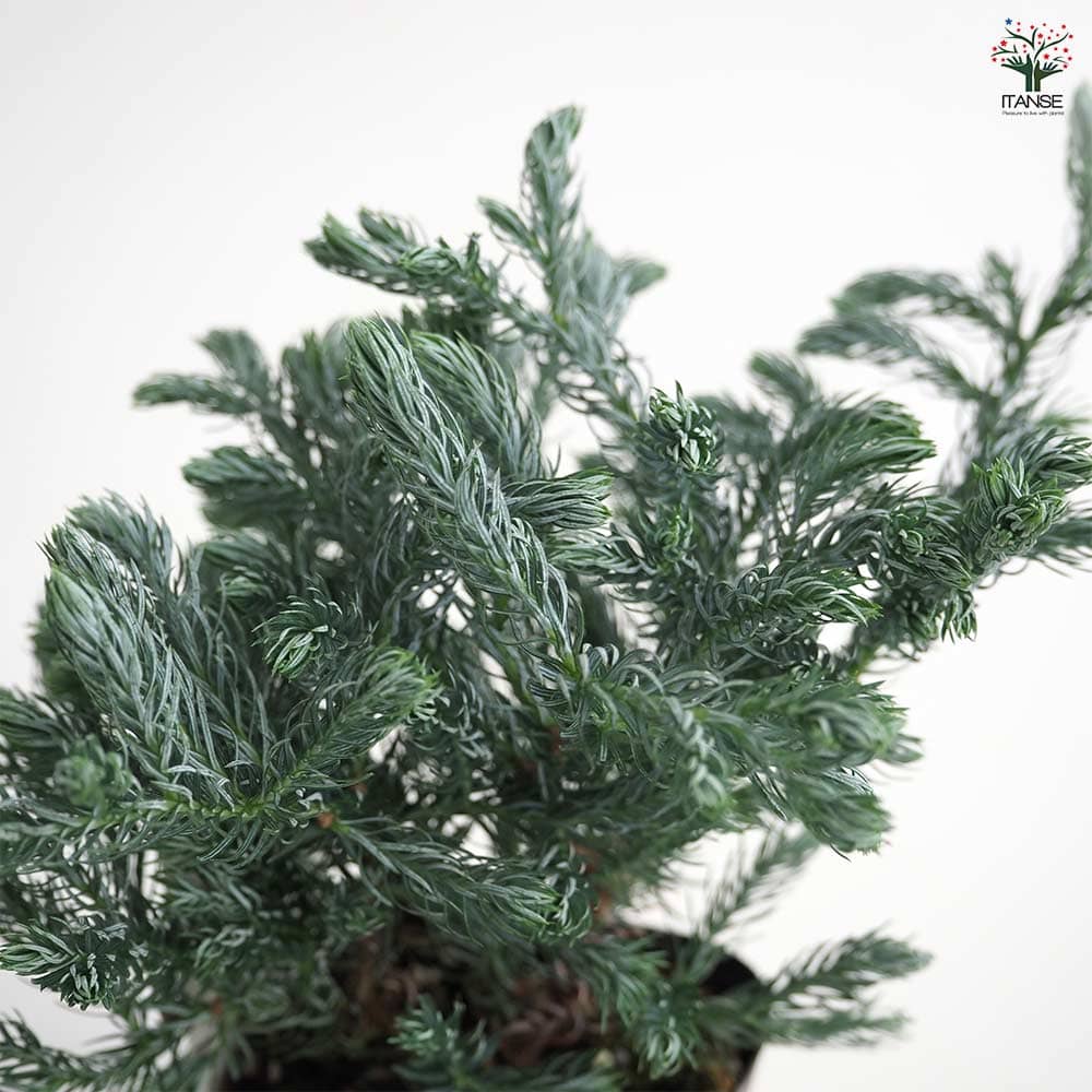 コニファー ボールバード 【庭木 3号】｜ 【植物のITANSE】全品