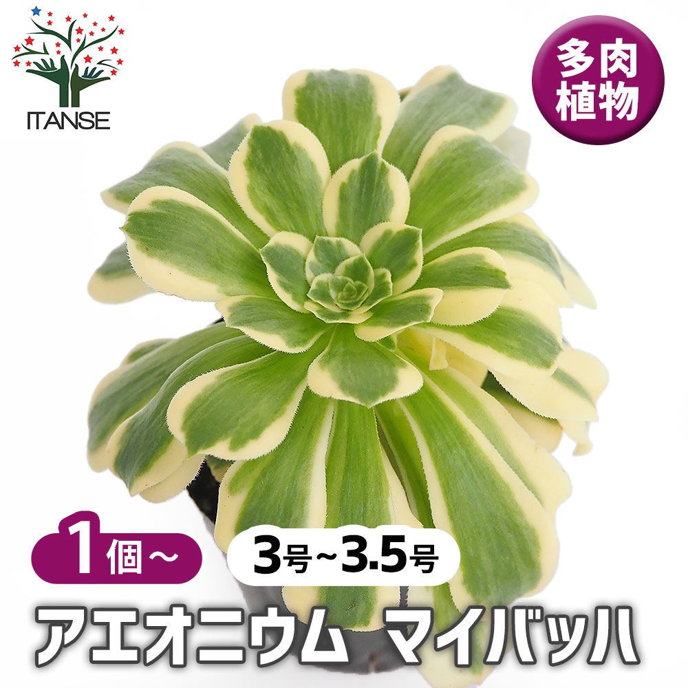 アエオニウム マイバッハ 【多肉植物 3～3.5号】｜ 【植物の
