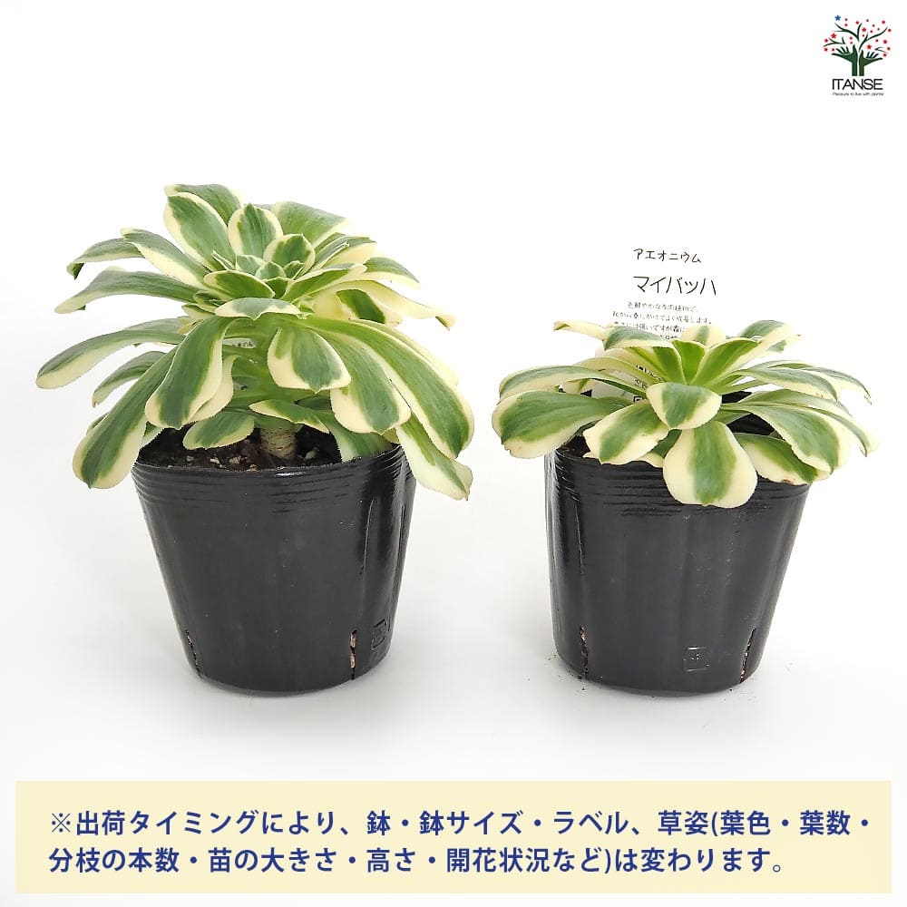 アエオニウム マイバッハ 【多肉植物 3～3.5号】｜ 【植物の