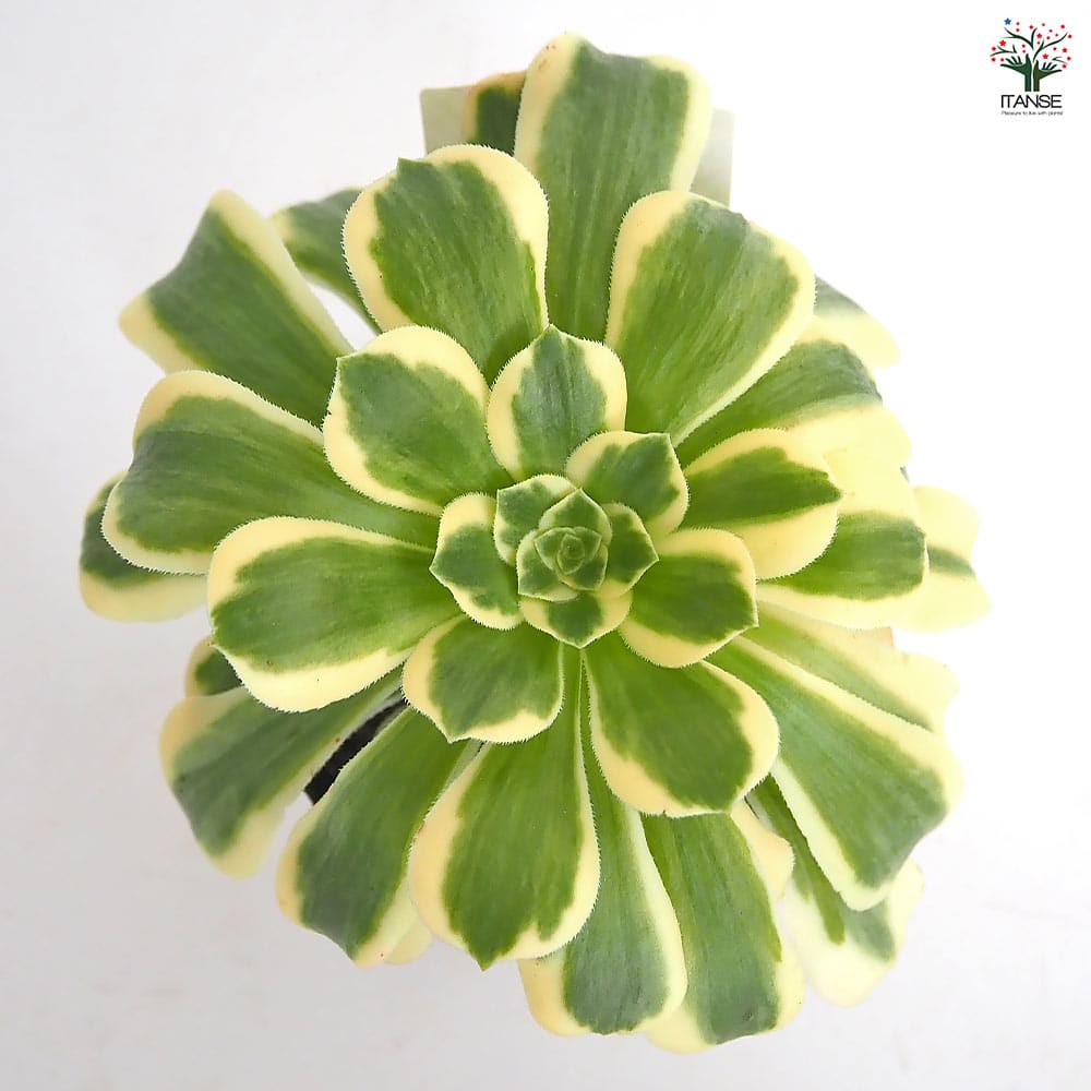 アエオニウム マイバッハ 【多肉植物 3～3.5号】｜ 【植物の