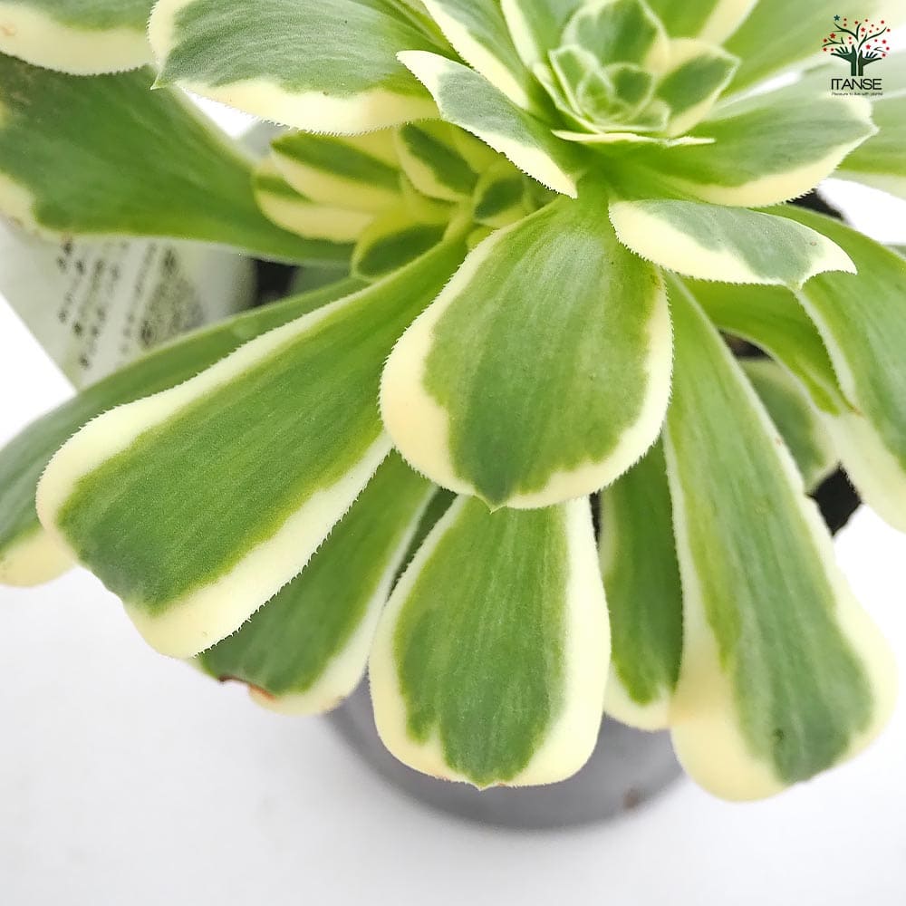 アエオニウム マイバッハ 【多肉植物 3～3.5号】｜ 【植物の