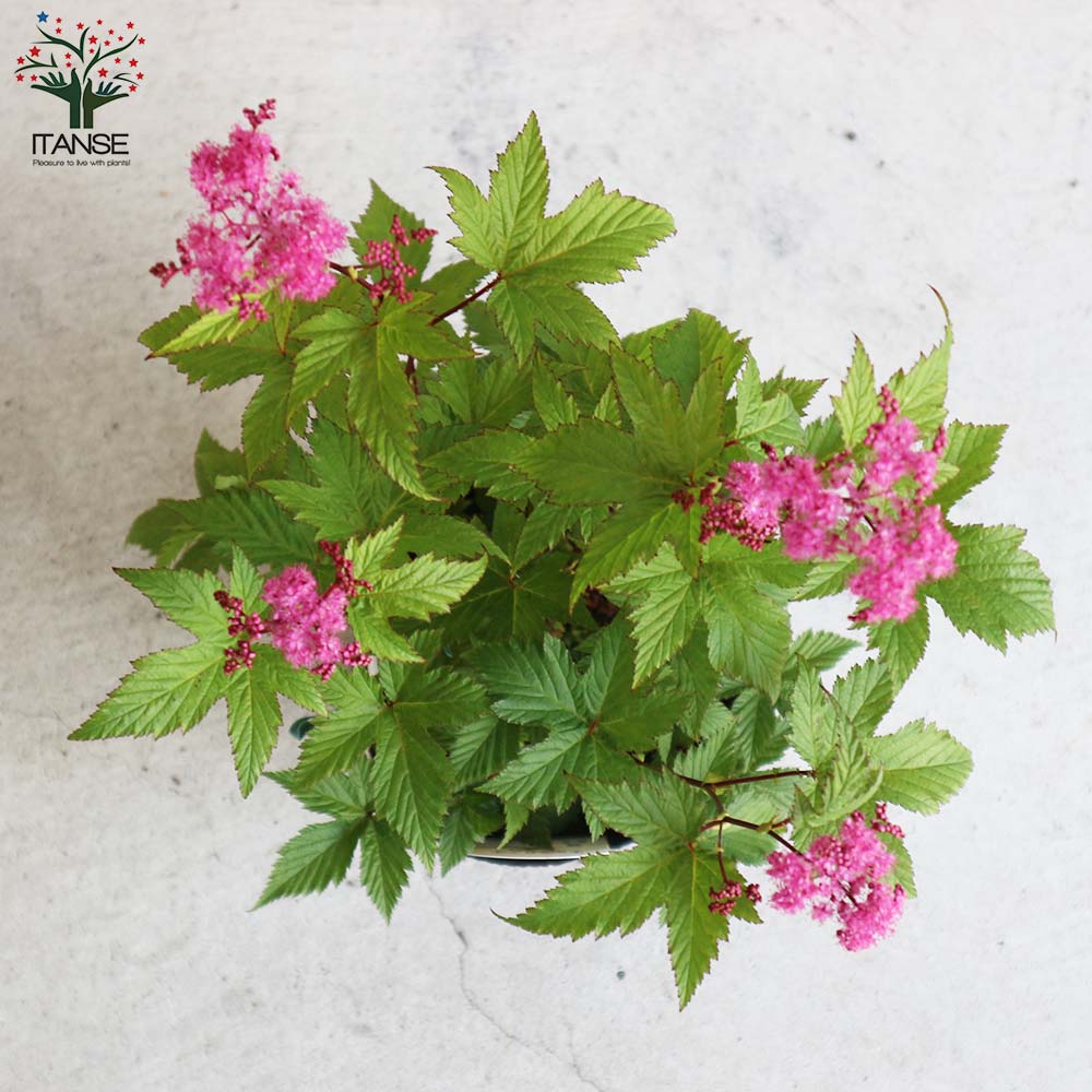 Itanse良品ｾﾚｸﾄ通販