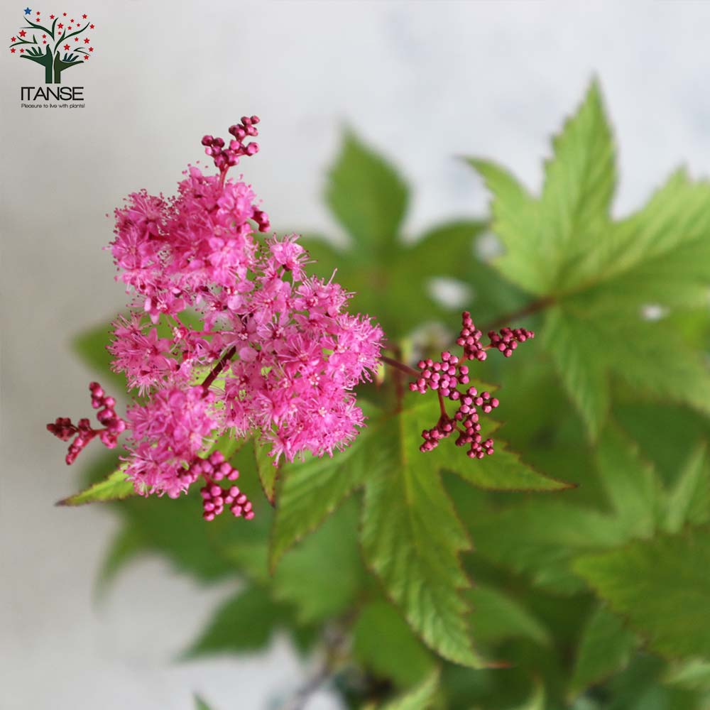 Itanse良品ｾﾚｸﾄ通販