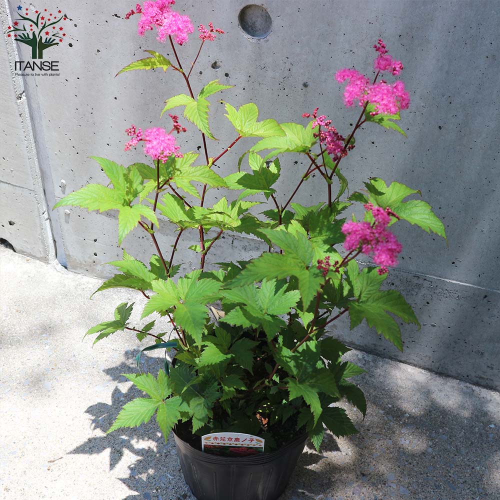 通販激安 1ポット シモツケソウ 山野草 白花キョウカノコ 京鹿ノ子 耐寒性多年草