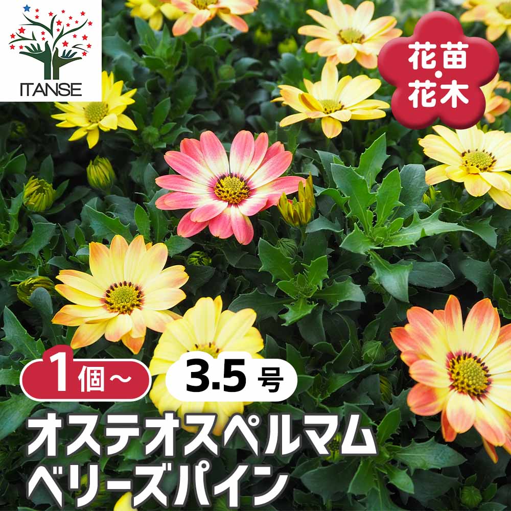 オステオスペルマム ベリーズパイン 【花苗 3.5号】｜ 【植物の