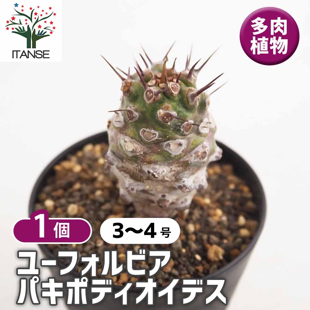 ユーフォルビア パキポディオイデス 【多肉植物 3号／1個売り