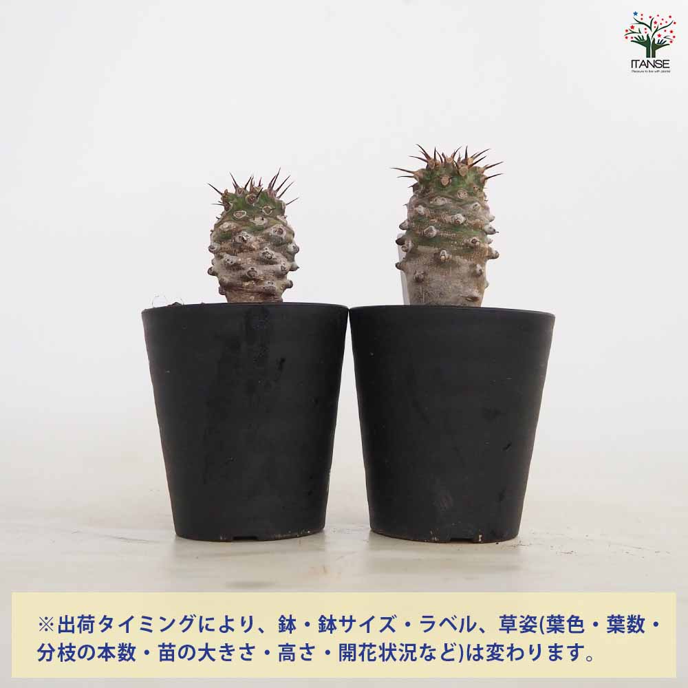 ユーフォルビア パキポディオイデス 【多肉植物 3号／1個売り