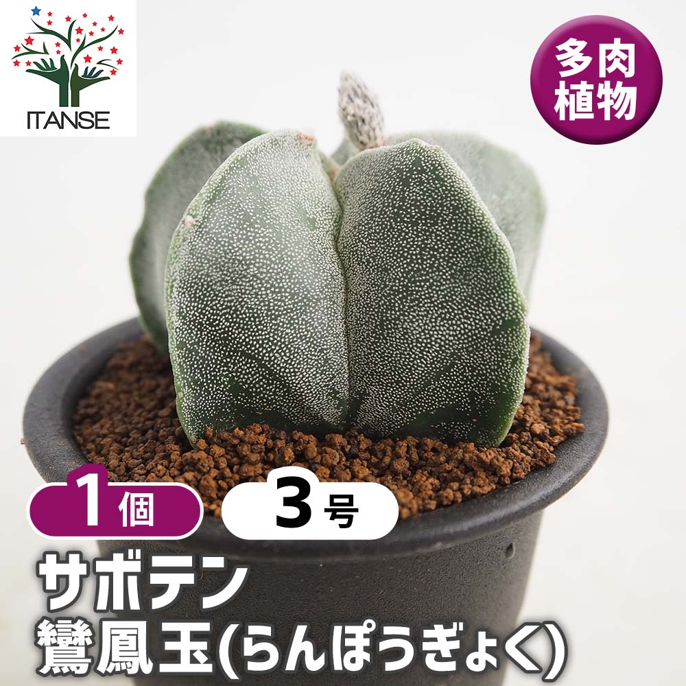 サボテン 鸞鳳玉(らんぽうぎょく) 【多肉植物 3号／1個売り】｜ 【植物