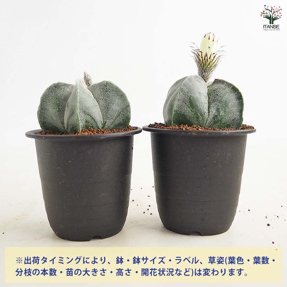 サボテン 鸞鳳玉(らんぽうぎょく) 【多肉植物 3号／1個売り】｜ 【植物