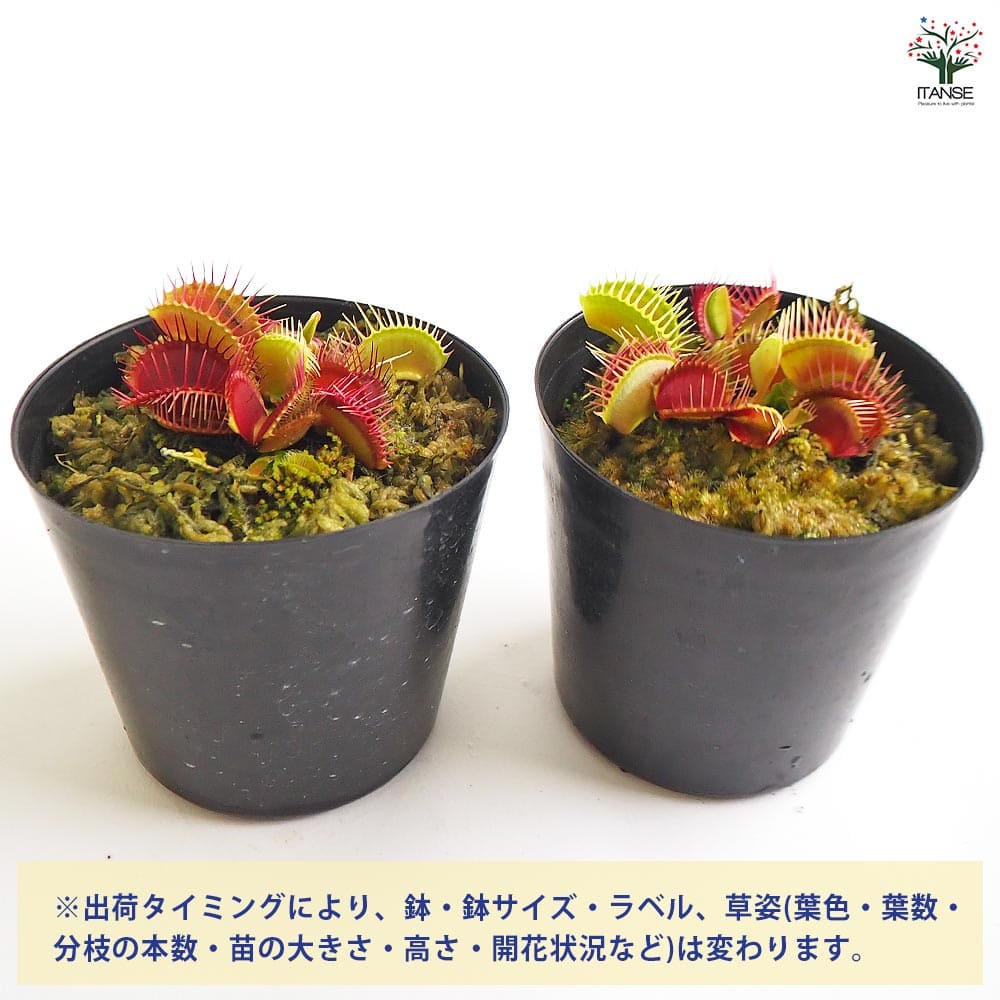 ハエトリソウ トライクターファーレ 【観葉植物 3号／1個売り