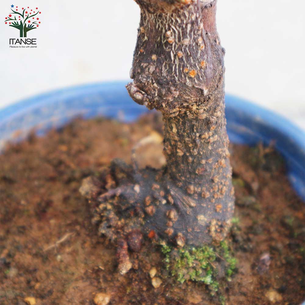 白梅・冬至梅(トウジバイ) 白花一重咲き 【庭木 盆栽仕立て 5号鉢／1個