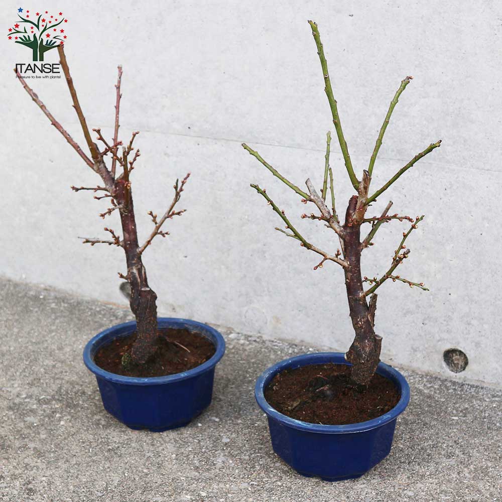 白梅・冬至梅(トウジバイ) 白花一重咲き 【庭木 盆栽仕立て 5号鉢／1個