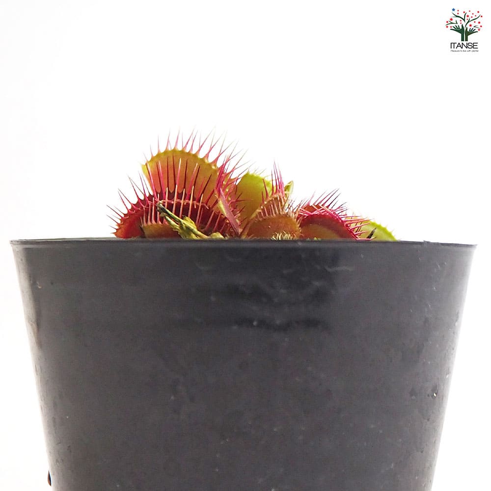 ハエトリソウ トライクターファーレ 【観葉植物 3号／1個売り