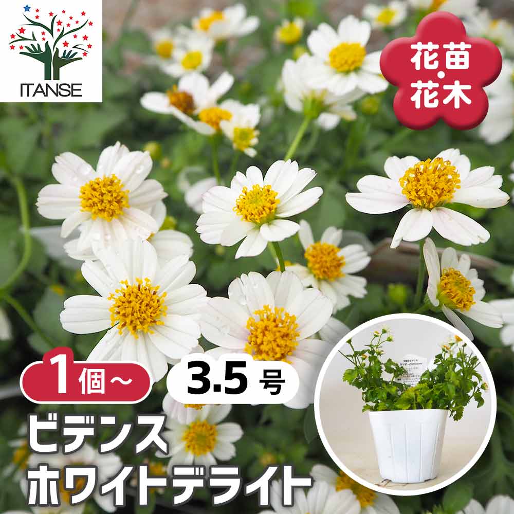 ビデンス ホワイトデライト 【 花苗 3.5号 】