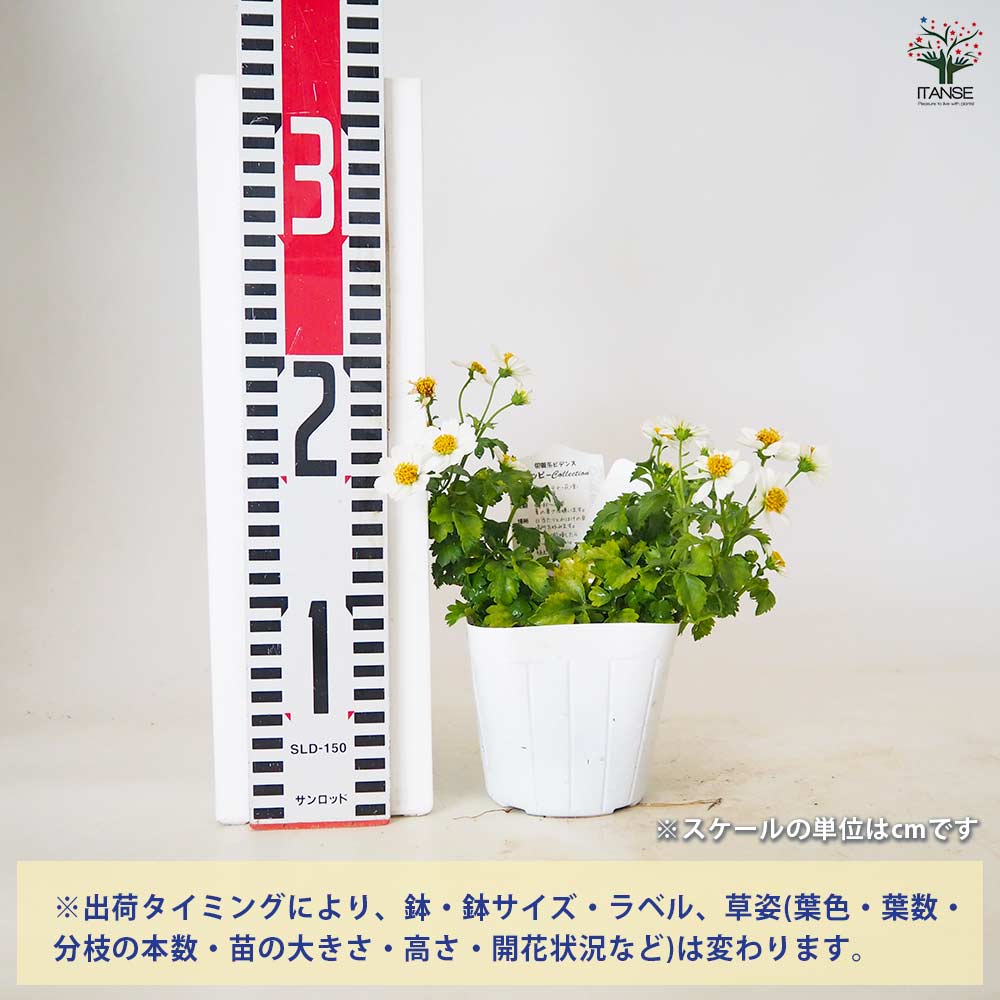 ビデンス ホワイトデライト 【 花苗 3.5号 】
