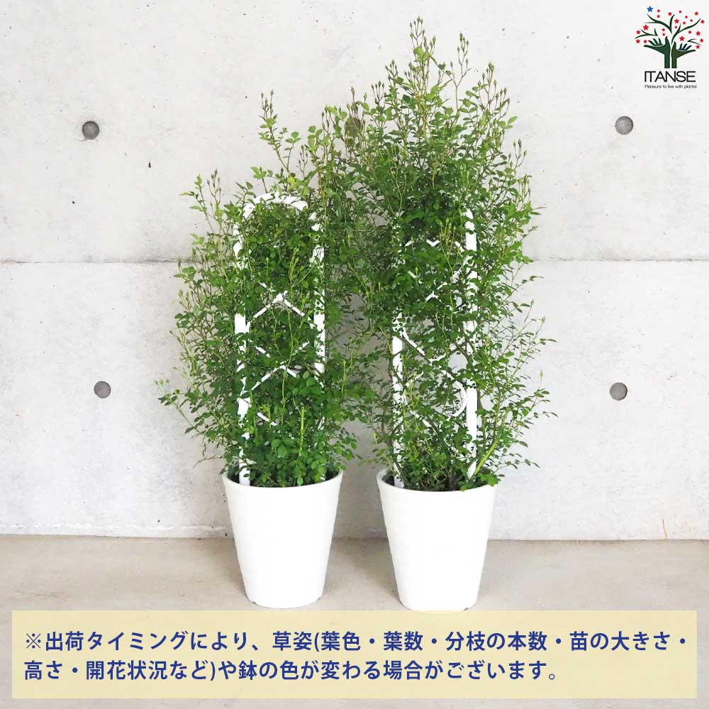 ミニ薔薇 みさき トレリス仕立て【花苗 6号鉢／1個売り】｜ 【植物の