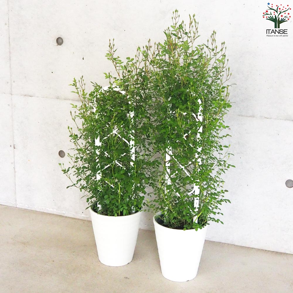 ミニ薔薇 みさき トレリス仕立て【花苗 6号鉢／1個売り】｜ 【植物の