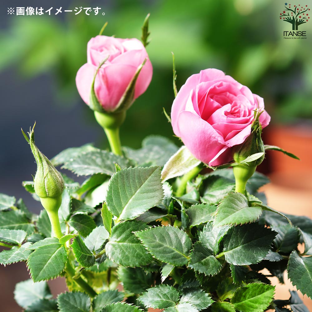 ミニ薔薇 みさき トレリス仕立て【花苗 6号鉢／1個売り】｜ 【植物の