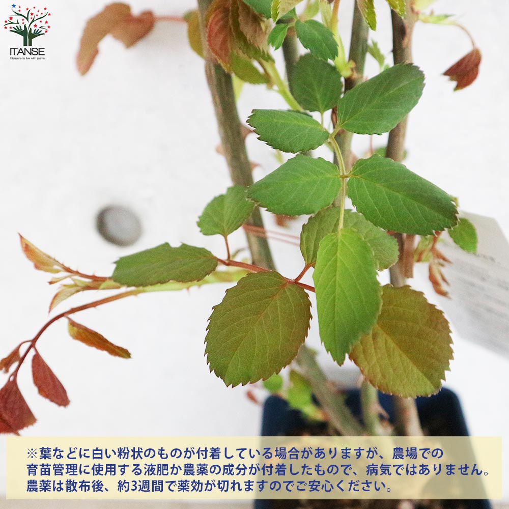 薔薇苗 オールドローズ・バフ ビューティー【花苗 5号角鉢／1個売り