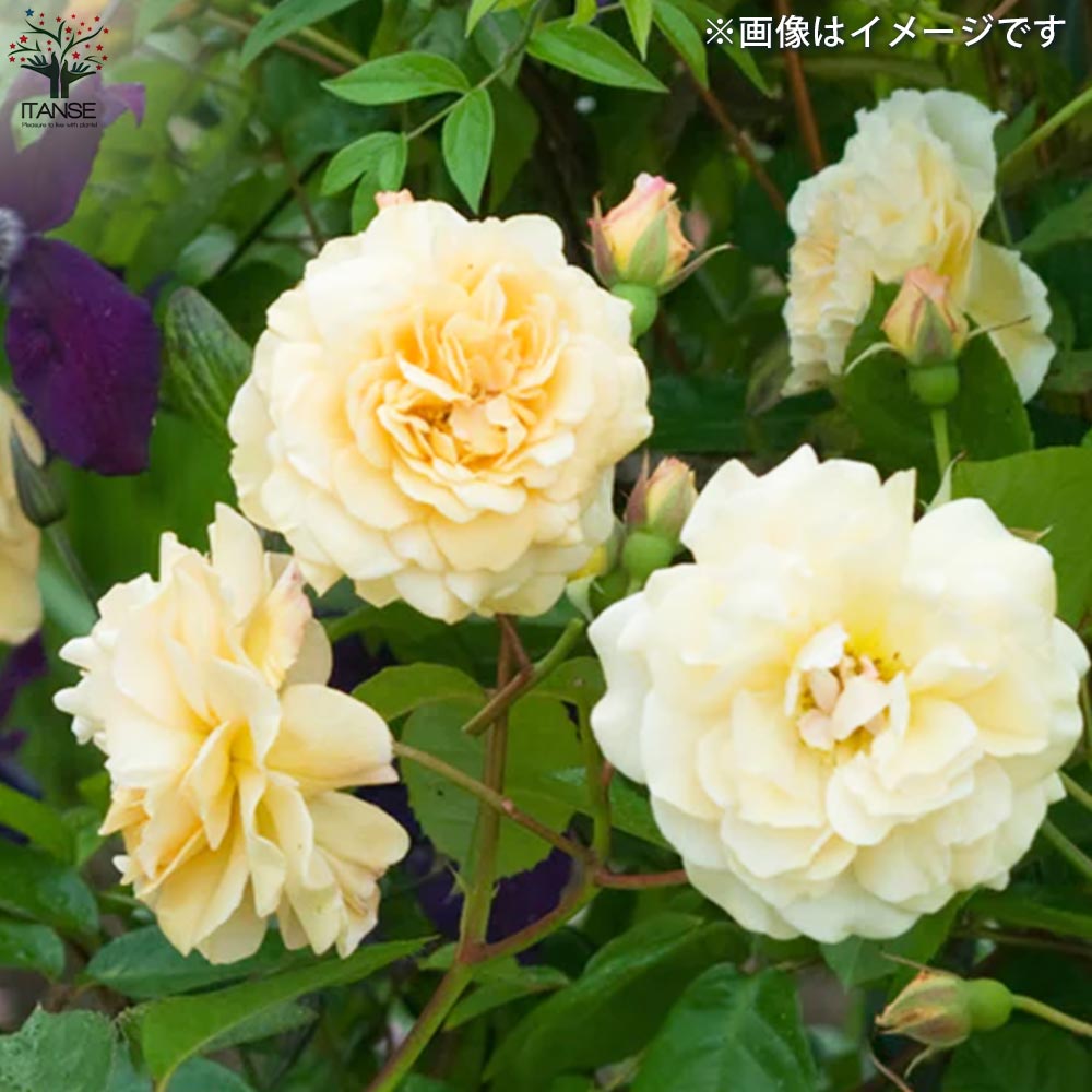 薔薇苗 オールドローズ・バフ ビューティー【花苗 5号角鉢／1個売り
