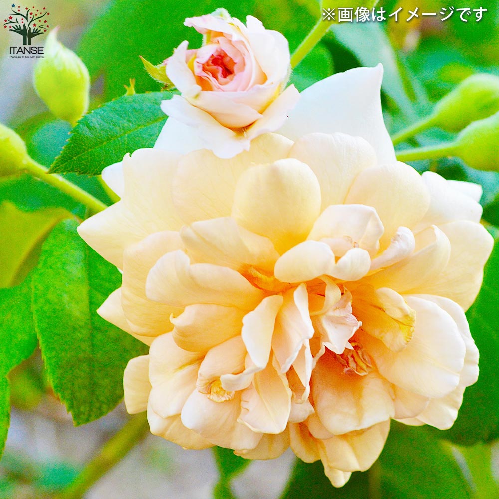 薔薇苗 オールドローズ・バフ ビューティー【花苗 5号角鉢／1個売り