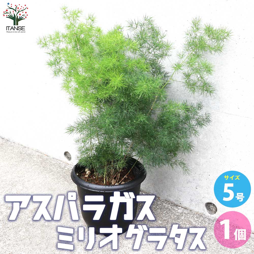 アスパラガス ミリオグラタス【観葉植物 5号鉢／1個売り】｜ 【植物の