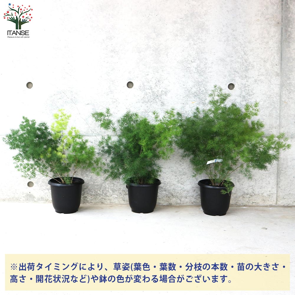 アスパラガス ミリオグラタス【観葉植物 5号鉢／1個売り】｜ 【植物の