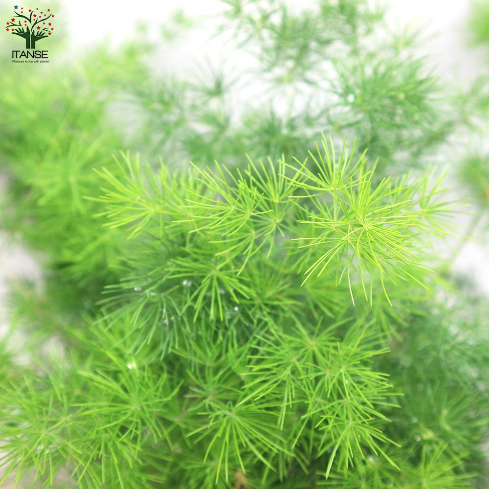 アスパラガス ミリオグラタス【観葉植物 5号鉢／1個売り】｜ 【植物の