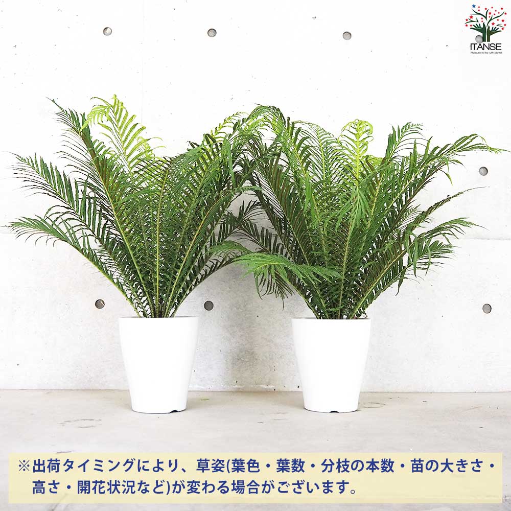 ブレクナム シルバーレディー【観葉植物 7号鉢／1個売り】｜ 【植物の