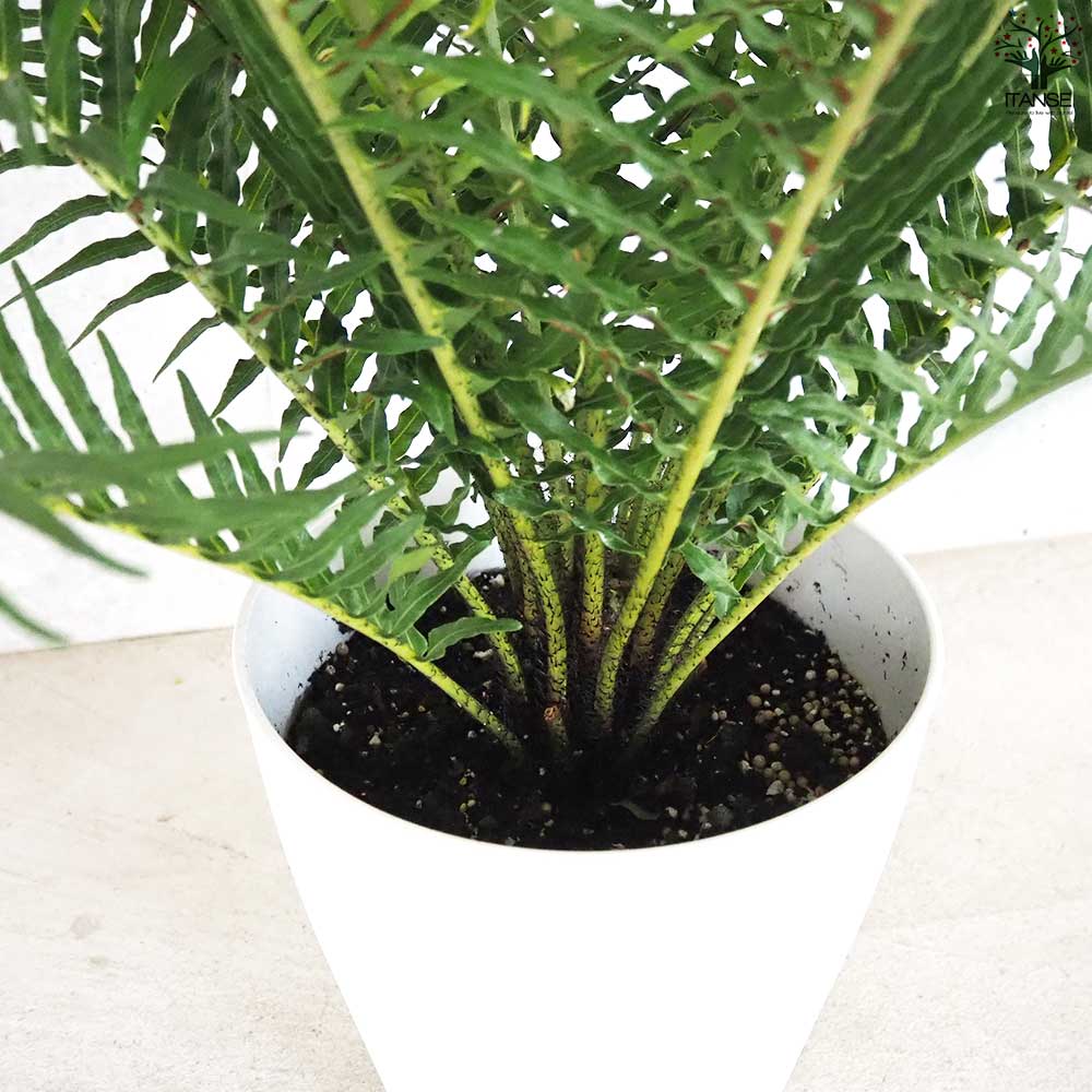 ブレクナム シルバーレディー【観葉植物 7号鉢／1個売り】｜ 【植物の
