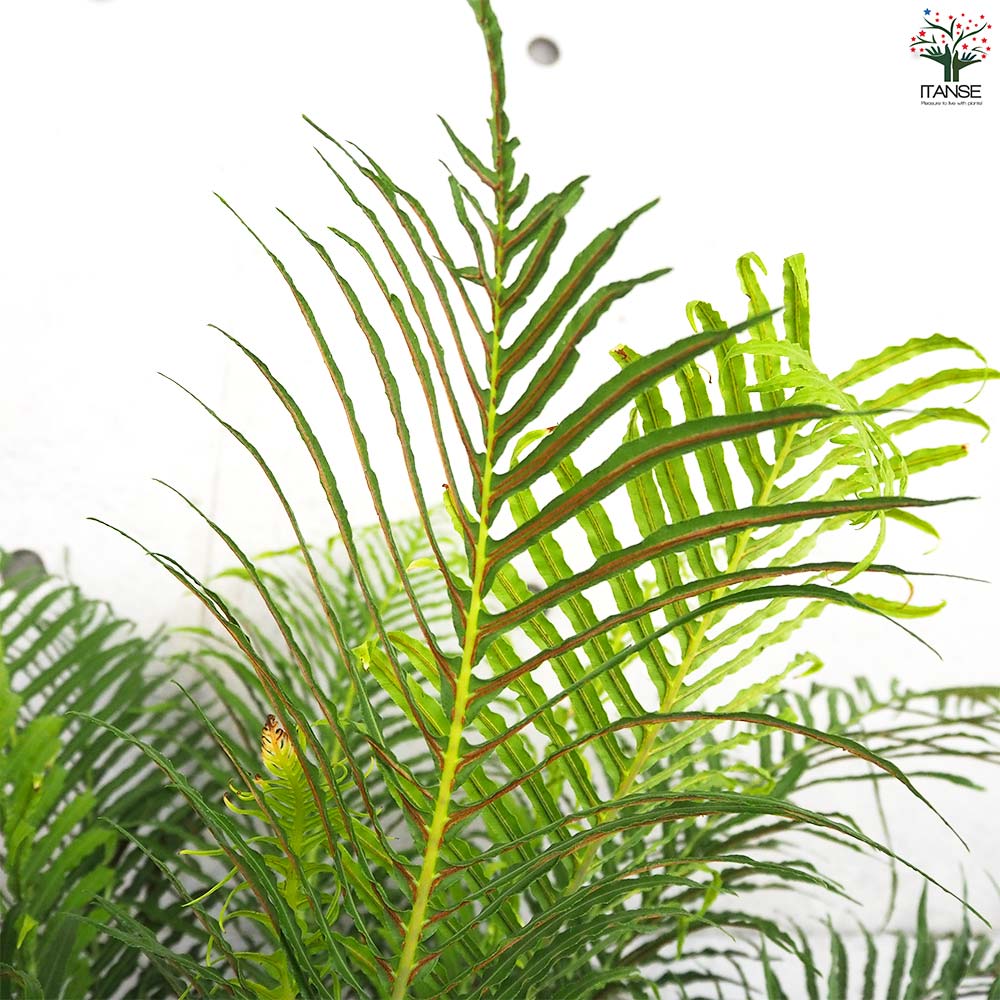 ブレクナム シルバーレディー【観葉植物 7号鉢／1個売り】｜ 【植物の