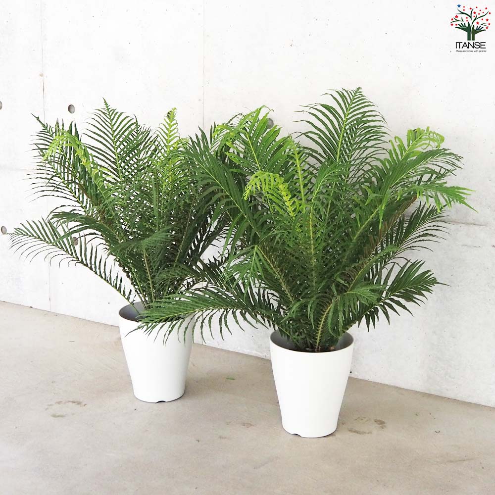ブレクナム シルバーレディー【観葉植物 7号鉢／1個売り】｜ 【植物の