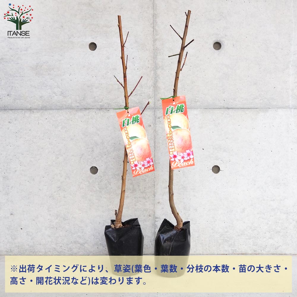 桃の苗木 白桃【果樹の苗木 4～5号ポット／1個売り】｜ 【植物の