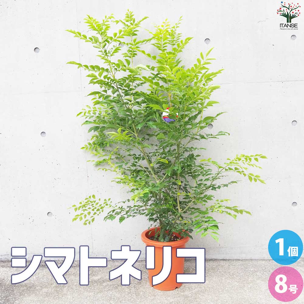 シマトネリコ