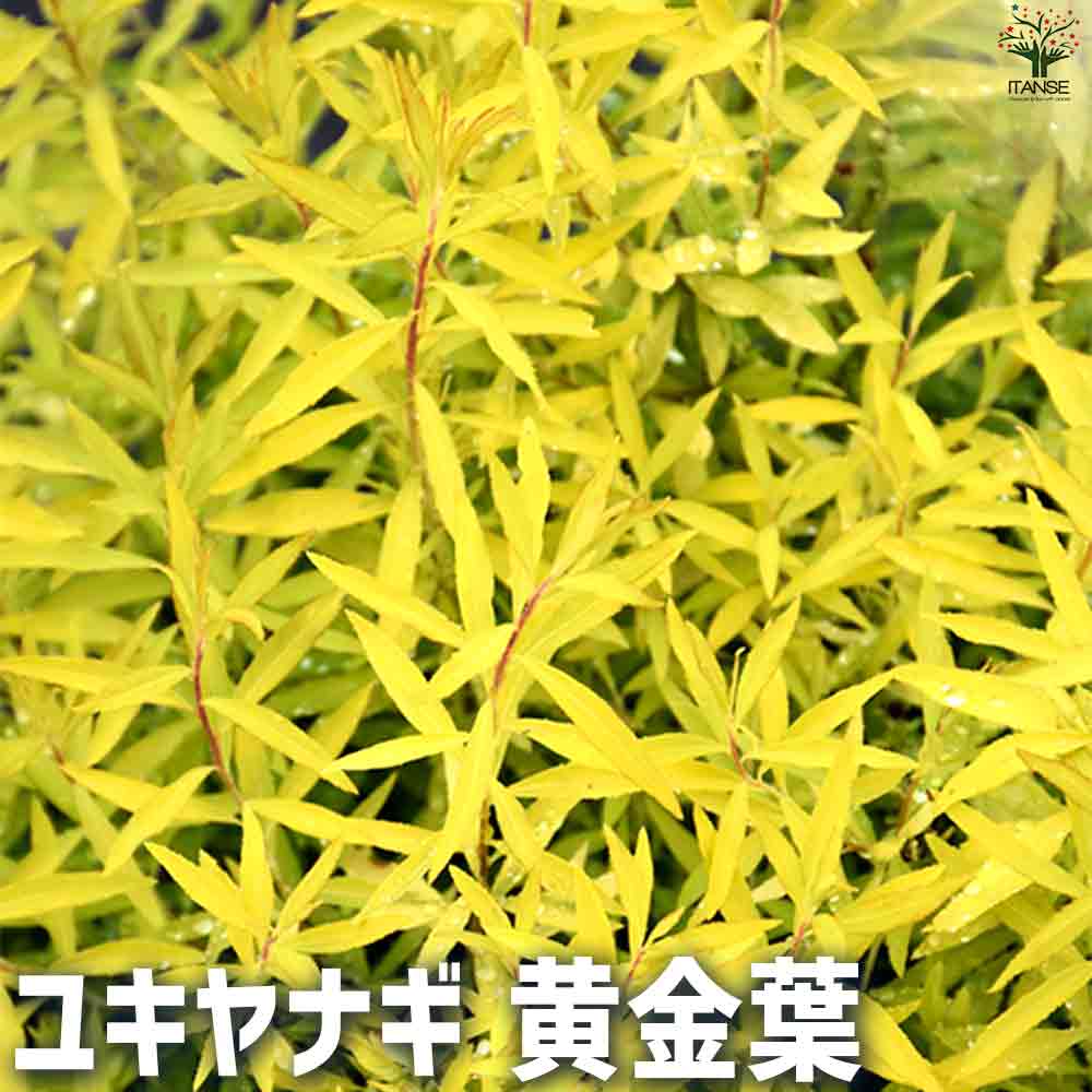 ユキヤナギ 黄金葉 【庭木 3号ポット】