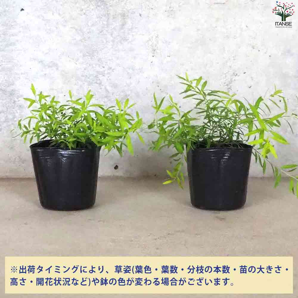ユキヤナギ　　大きめ苗 ユキヤナギ大きめ苗