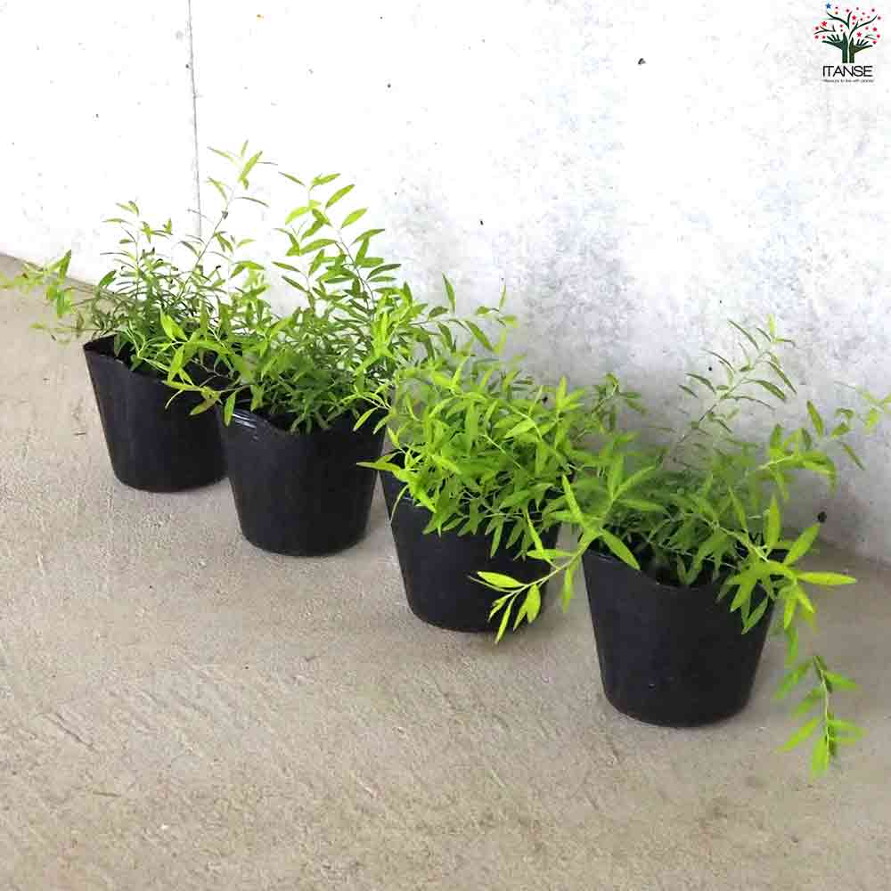 ユキヤナギ 黄金葉 【庭木 3号ポット】